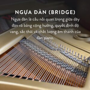 Đàn Grand Piano Yamaha C5 Cao Cấp Tại Đức Trí Music