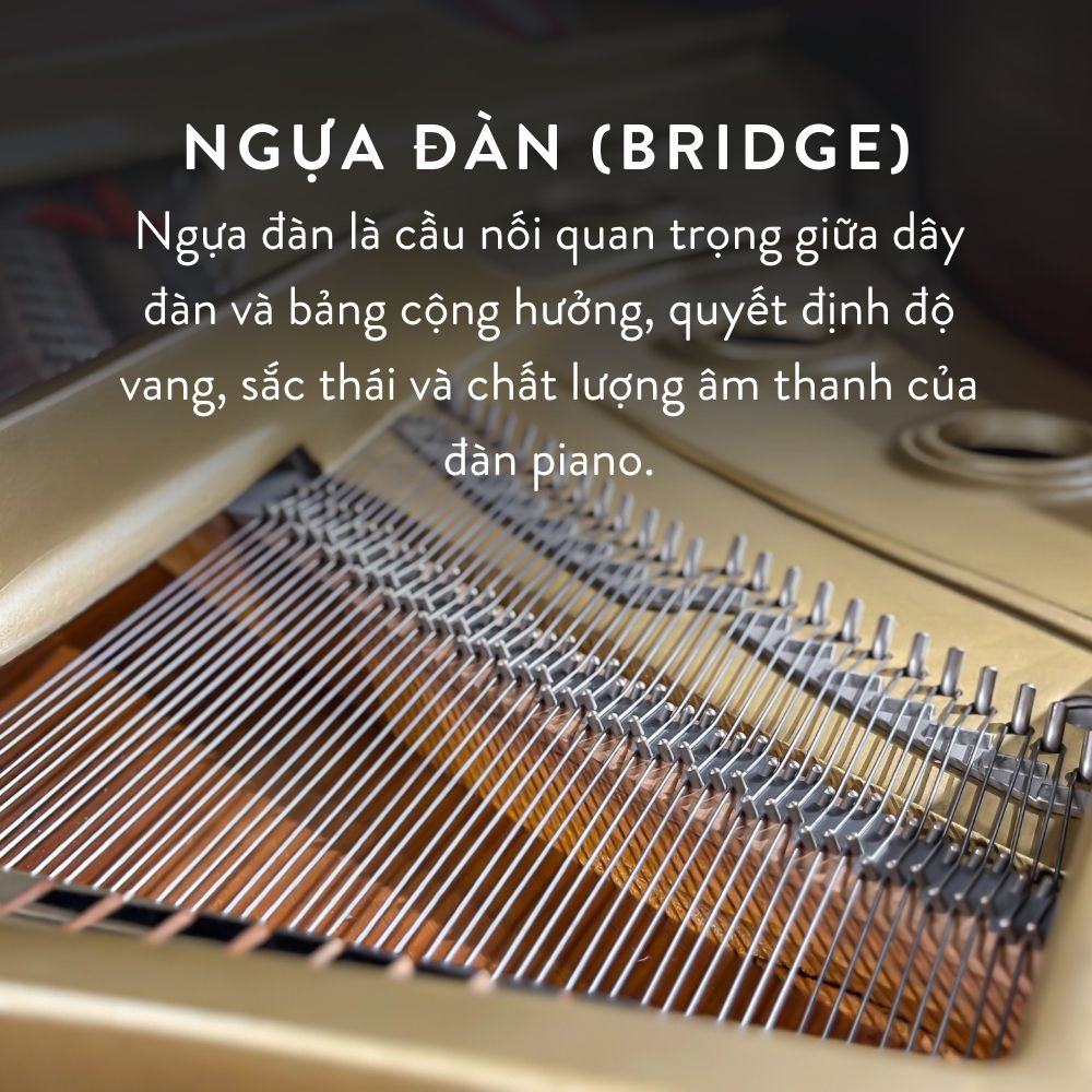 Yamaha C5 5 Đàn Grand Piano Yamaha C5 Cao Cấp Tại Đức Trí Music